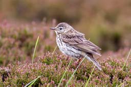 meadow pipit